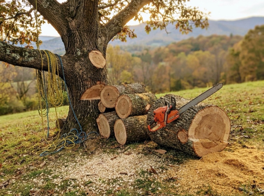 A large tree sectioned into logs with a chainsaw, Blue Ridge mountains behind
