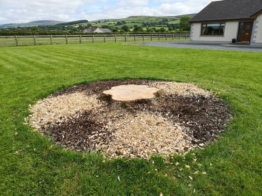 A freshly ground tree stump in a tidy lawn with wood chips